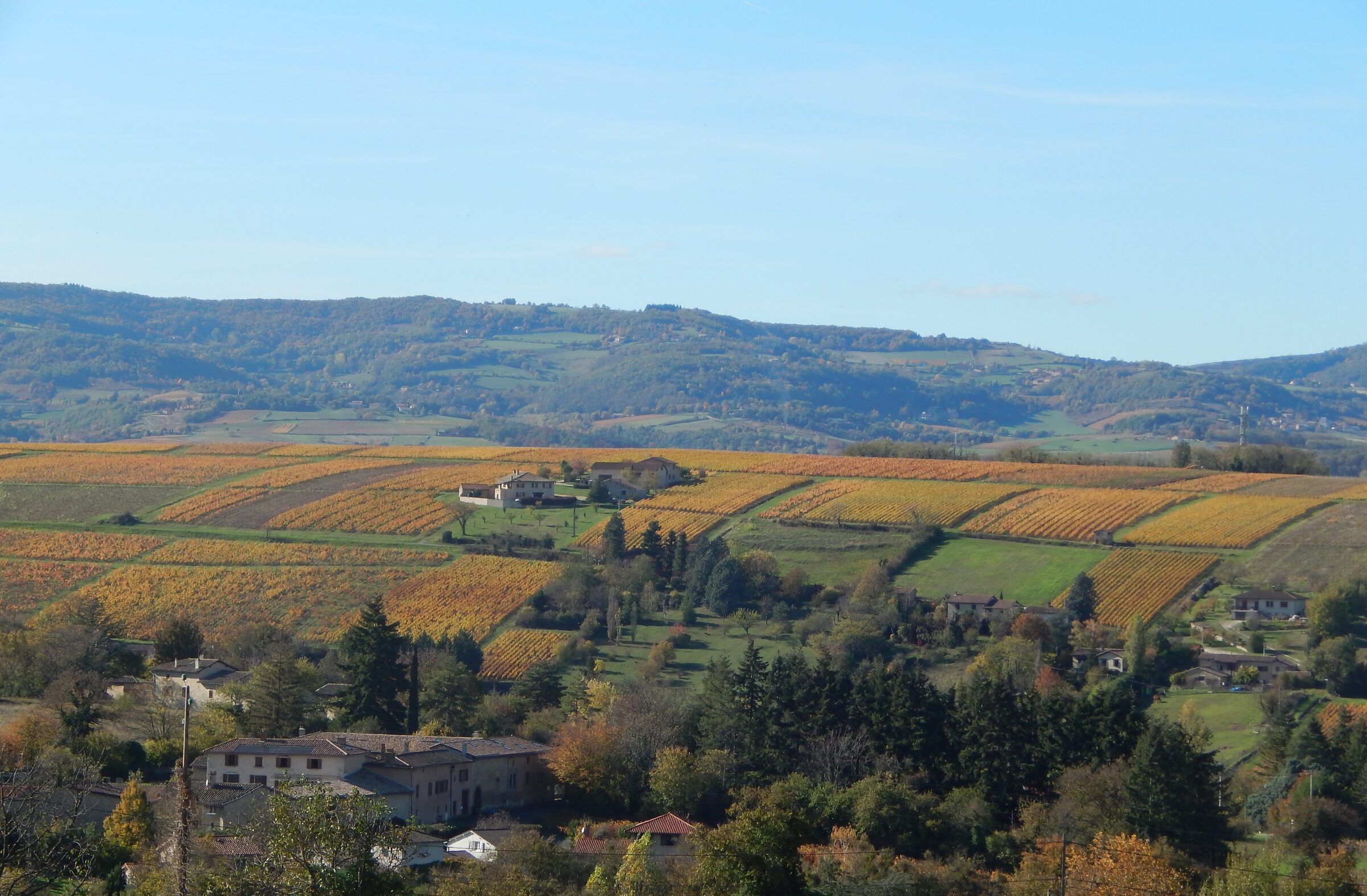 Vignes du Beaujolais en automne